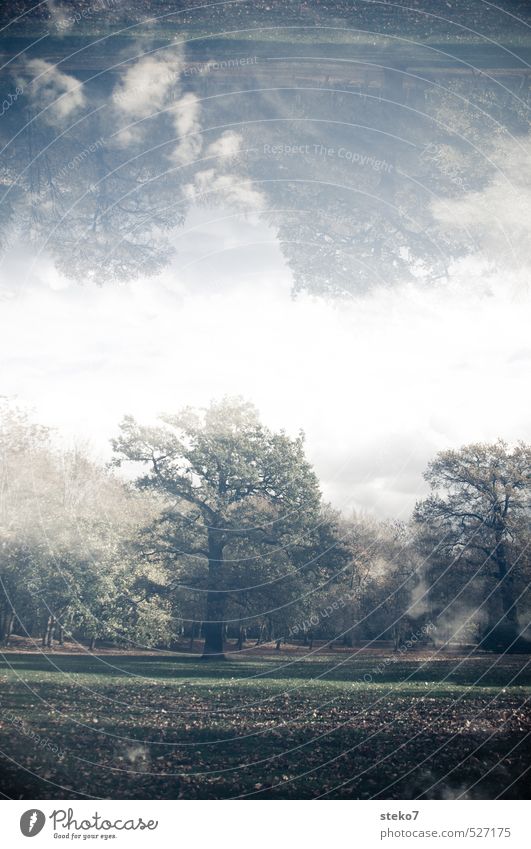 autumn sky Autumn Tree Park Meadow Surrealism Symmetry Double exposure Subdued colour Exterior shot Experimental Deserted Copy Space middle