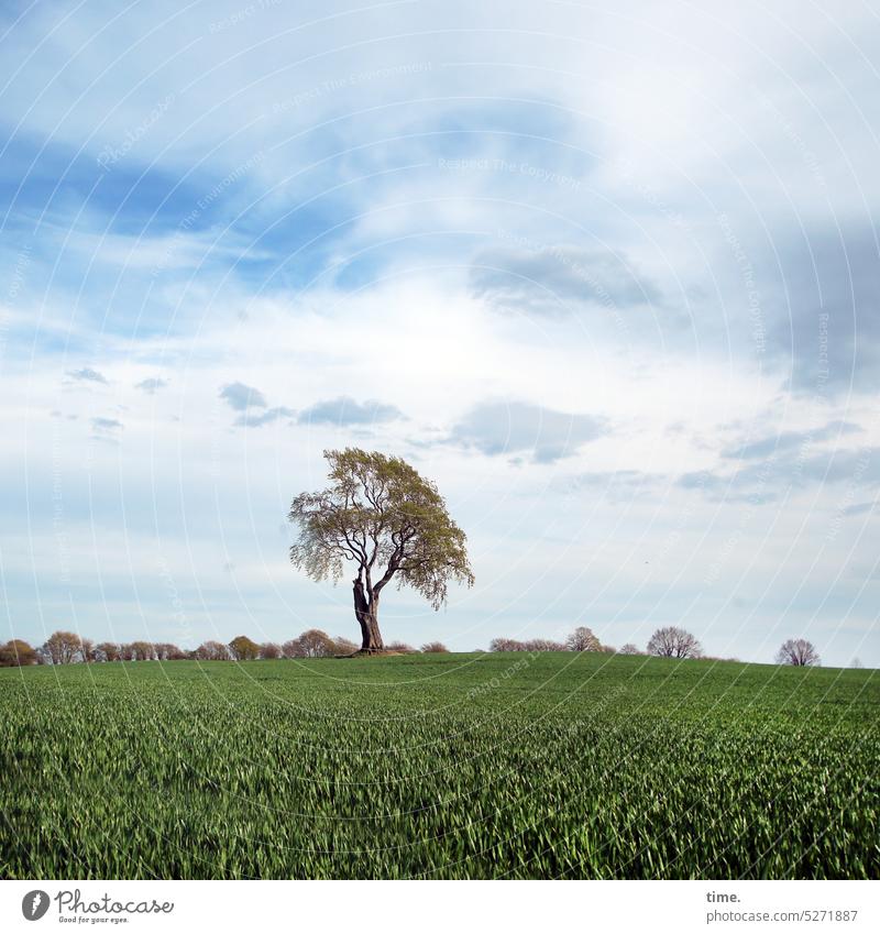 The appeasement of the sky gods trees Green branches twigs Growth Change spring Plant Nature Tree Environment Sky Agriculture Horizon Clouds far afar Whimsical