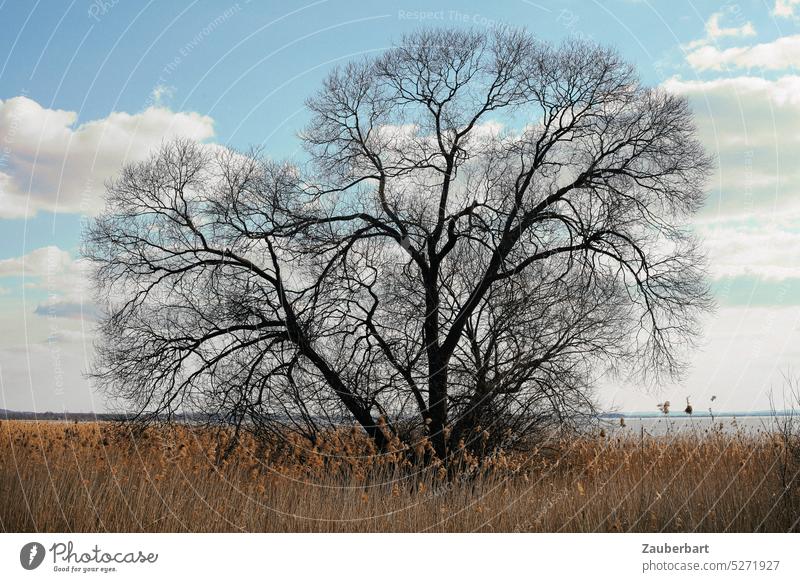 Beautiful big tree with many branches and twigs in reeds in front of a lake Tree Large pretty Bleak Delicate Branched Lake Set Sky Clouds Nature