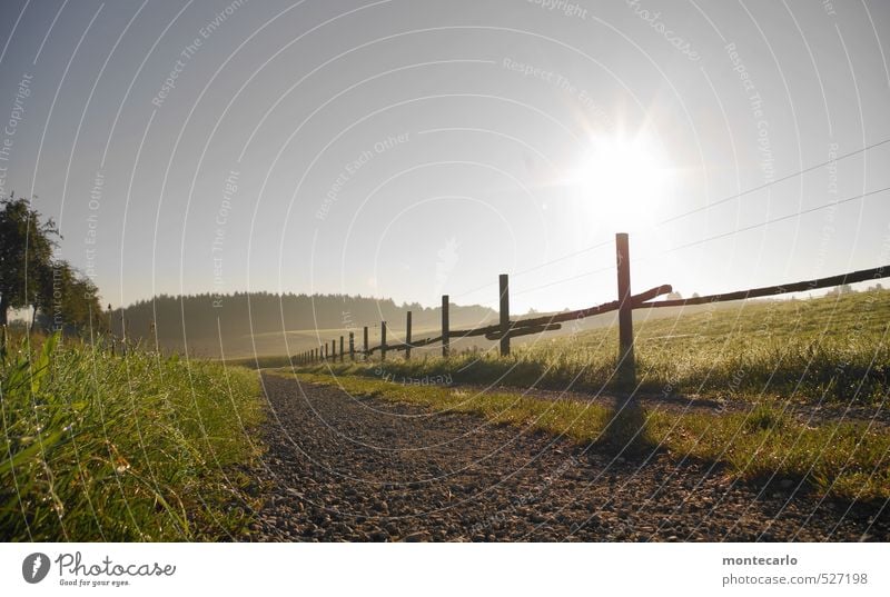 mornin Environment Nature Landscape Earth Air Drops of water Cloudless sky Autumn Weather Beautiful weather Fog Tree Grass Bushes Pasture fence Footpath Stone