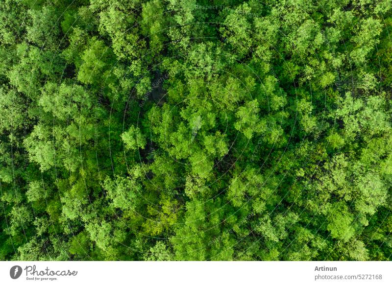 Aerial top view of mangrove forest. Drone view of dense green mangrove trees captures CO2. Green trees background for carbon neutrality and net zero emissions concept. Sustainable green environment.