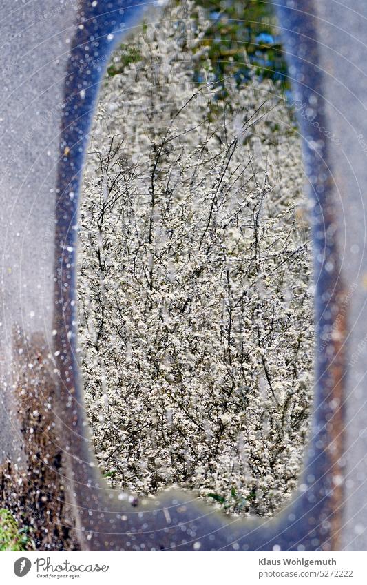 Spring, icemen, sloe blossoms reflected in a puddle on an asphalt path after a rain. reflection puddle mirroring sloe flowers Blackthorn asphalted farm road