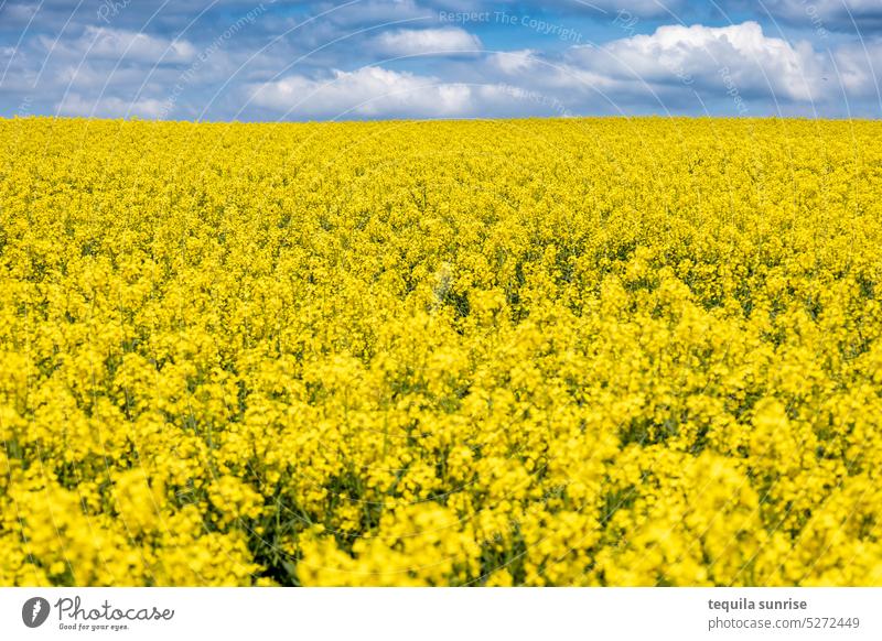 Rape field with cloudy sky Field Canola Canola field Oilseed rape flower Oilseed rape cultivation Oilseed rape oil RAPE FLOWERS Sky Clouds Summer Spring