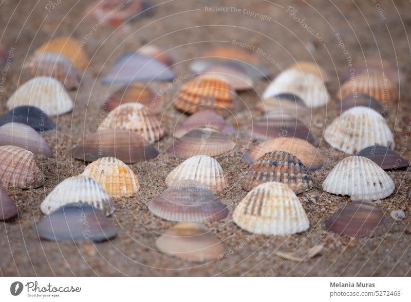 Collection of colourful seashells in the sand. Beach background with beautiful seashells. Flat lay pastel coloured seashells. a lot abstract aquatic beach