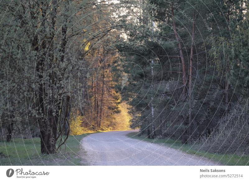 Road in the forest at sunset. Beautiful spring landscape with road and trees. background beautiful countryside environment green horizon light morning natural