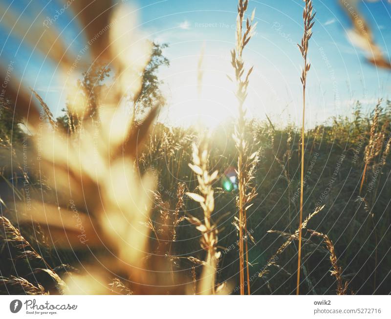 Grasses in the light stalks grasses Thin Delicate blurred Sunlight Back-light Beautiful weather Light Detail Plant Bushes Day blurriness Idyll Diffuse Calm