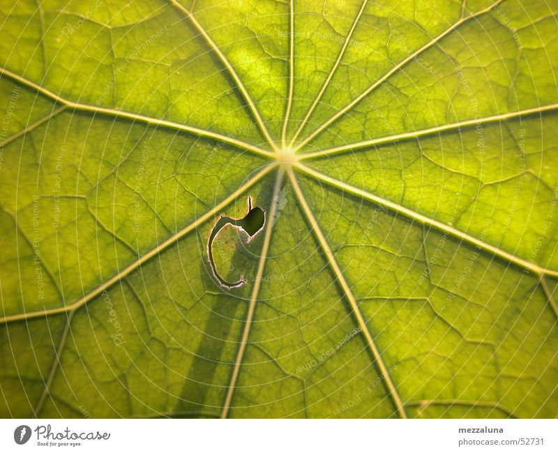 sunflower leaf Leaf Light Thread Sun Macro (Extreme close-up)