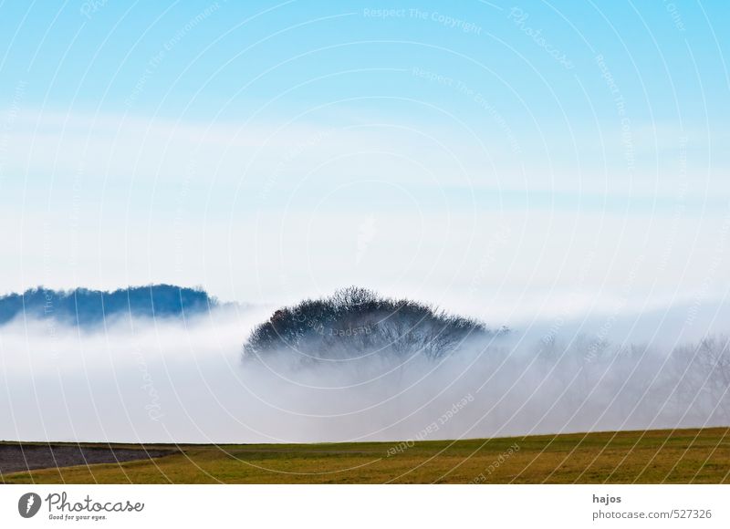 Waft of mist in autumn Nature Landscape Autumn Weather Fog Meadow Field Forest Blue Fog bank Damp Haze Sky High plain Swabian Jura biosphere reserve Seasons