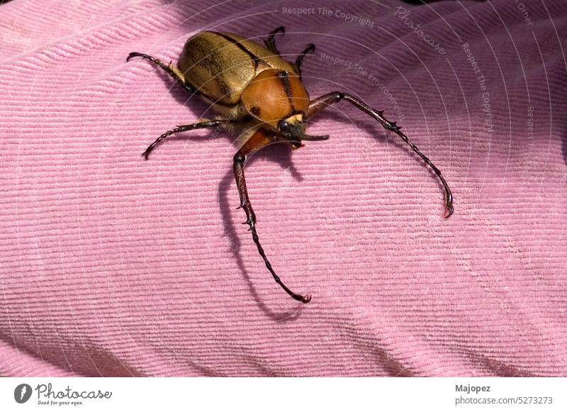 Close up of Dynastinae beetle, brown insect. Ecuador close arthropod wild fauna bite insects isolated wildlife closeup macro america animal antenna big bug