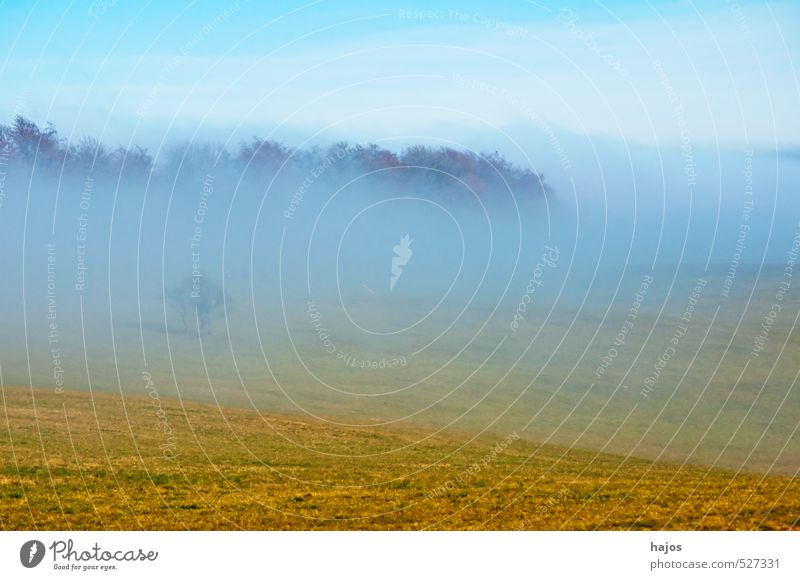 Waft of mist in autumn Nature Landscape Autumn Weather Fog Meadow Field Forest Blue Yellow Gray Moody Fog bank Damp Haze Sky High plain Swabian Jura