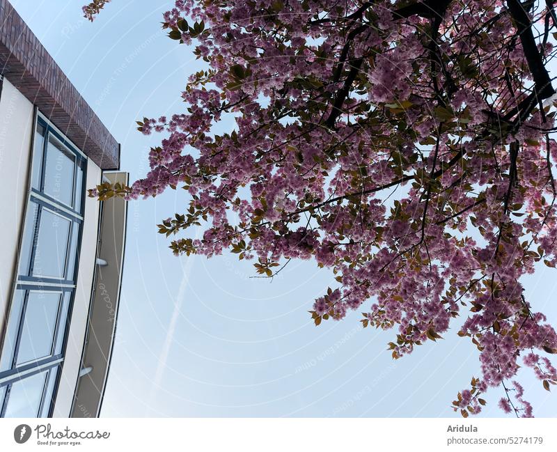 Japanese cherry blossom with building Cherry tree Hanami Spring Blossom Cherry blossom Pink Tree House (Residential Structure) Town urban Window Blue sky