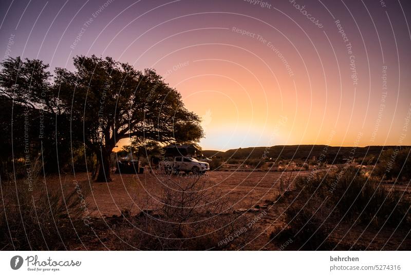 The last one turns off the light Gorgeous Sky Far-off places Evening Twilight Sunset Dusk Tree Namibia travel Wanderlust especially Nature Landscape Adventure