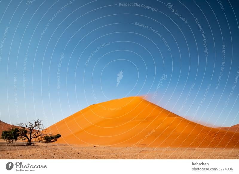 Blown away Dune 45 Desert Landscape especially sand dune dunes Adventure Colour photo Far-off places Africa Namibia travel Nature duene Impressive