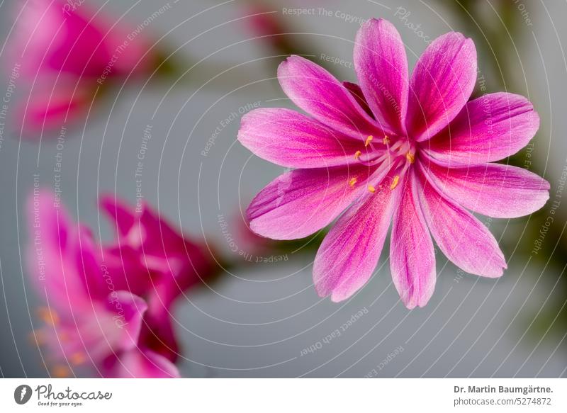 Lewisia cotyledon, bitterroot, porcelain flower; inflorescence. bitterbur Porcelain flowers blossom succulent enduring shrub from the Rocky Mountains Rosette