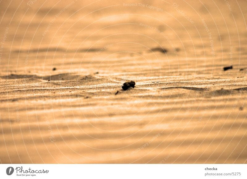 desert Beach Sand Desert sandy soil