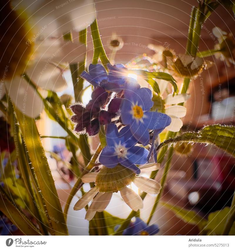 Little flower in sunlight flowers little flowers Ostrich Flower meadow Bouquet Close-up Blossom Spring Decoration Blossoming Interior shot Forget-me-not