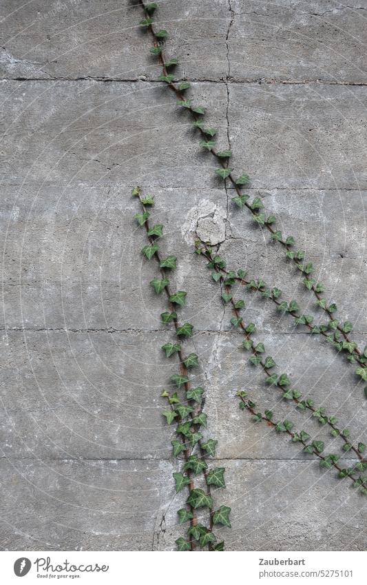 Emerging ivy branches entwine on gray wall and form patterns Ivy Twig Tendril Wall (barrier) Gray Pattern Minimalistic Wall (building) Plant Facade Growth Hope