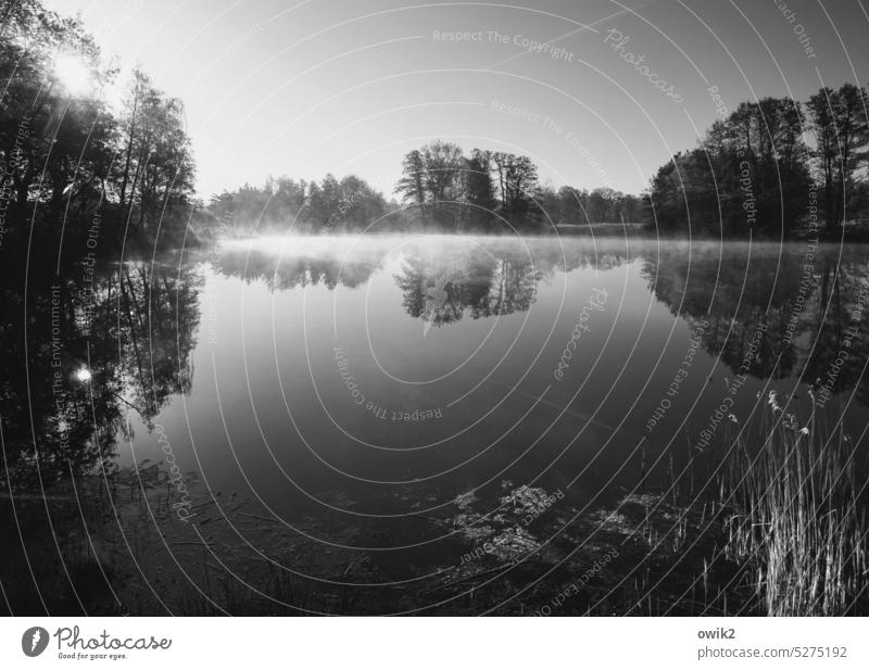 realm Lake Lakeside Idyll Sunlight Illuminate Back-light Panorama (View) Long shot Black & white photo out wide Glittering Loneliness Water reflection