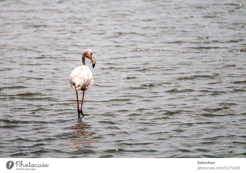 lone fighters Water Flamingos birds Wild animal Ocean Namibia Africa travel Wanderlust Vacation & Travel Nature Colour photo especially Walvis bay Swakopmund