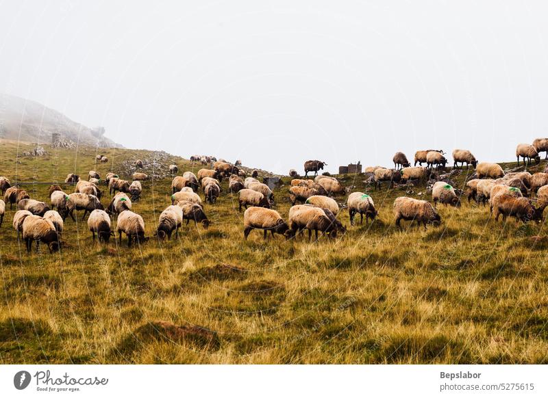 Flock of sheep grazing on Camino de Santiago goats animal nature fog mist pasture grass farming misty flock foggy herd morning rural white field flock of sheep