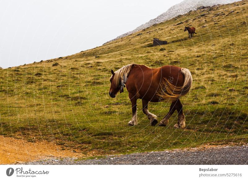 Horse grazing in the French Pyrenees horse nature pasture france mammal meadow scenery animal beauty grass green border equestrian equine freedom horizontal