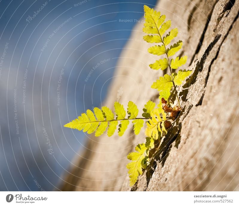 late autumn Environment Sky Autumn Beautiful weather Plant Fern Wall (barrier) Wall (building) Success Free Happy Small Natural Blue Brown Green Spring fever