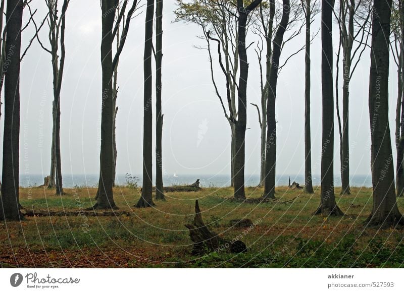 ghost forest Environment Nature Landscape Plant "tree trees trunk tribes Tree trunk tree trunks Beech tree Book Beech wood Forest Forests Clump of trees