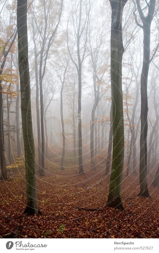 Cloud forest II Environment Nature Landscape Plant Autumn Fog Tree Beech tree Beech wood Forest Esthetic Creepy Natural Brown Gray Sadness Misty atmosphere Dawn