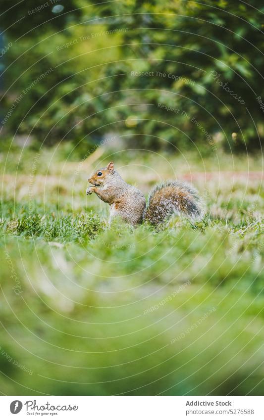 Curious squirrel sitting on green meadow nature animal forest grass creature mammal adorable fauna park wildlife cute environment rodent habitat calm fur sun