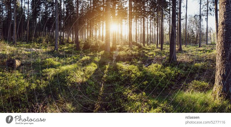 Silent Forest at spring with beautiful bright sun panroama forest nature landscape sunlight tree summer leaf needlewood idyllic environment fairytale magic