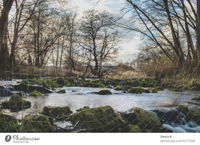 Tree in front of a river River Water Nature Landscape Exterior shot Deserted River bank Reflection Green Colour photo Plant Environment Beautiful weather Day