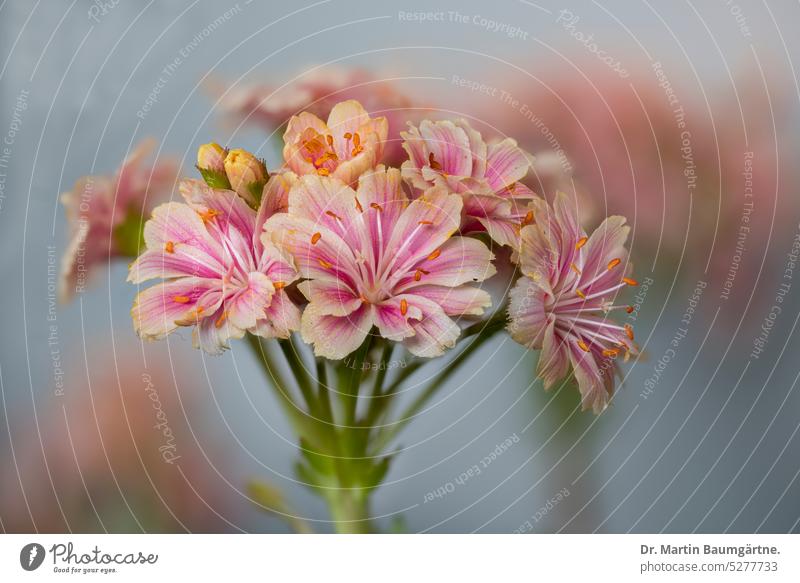 Lewisia cotyledon, bitterroot, porcelain flower; inflorescence. bitterbur Porcelain flowers blossom succulent enduring shrub from the Rocky Mountains Rosette