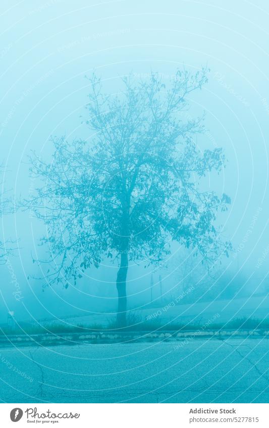 Leafless tree in foggy valley lonely road scenery leafless nature solitude landscape santa vittoria in matenano mist silent environment haze roadway weather