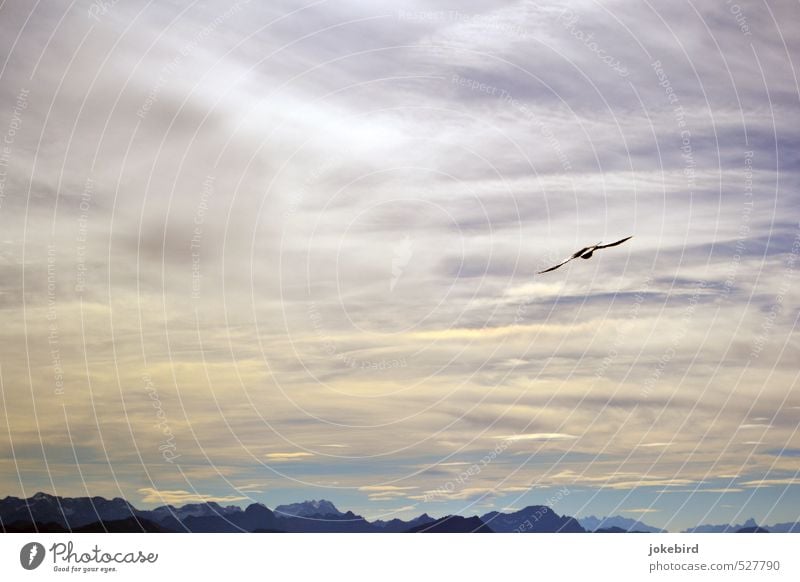 freebird Sky Clouds Horizon Alps Bird Jackdaw Flying Above Height Altitude flight Peak Silhouette Colour photo Exterior shot Deserted Copy Space left