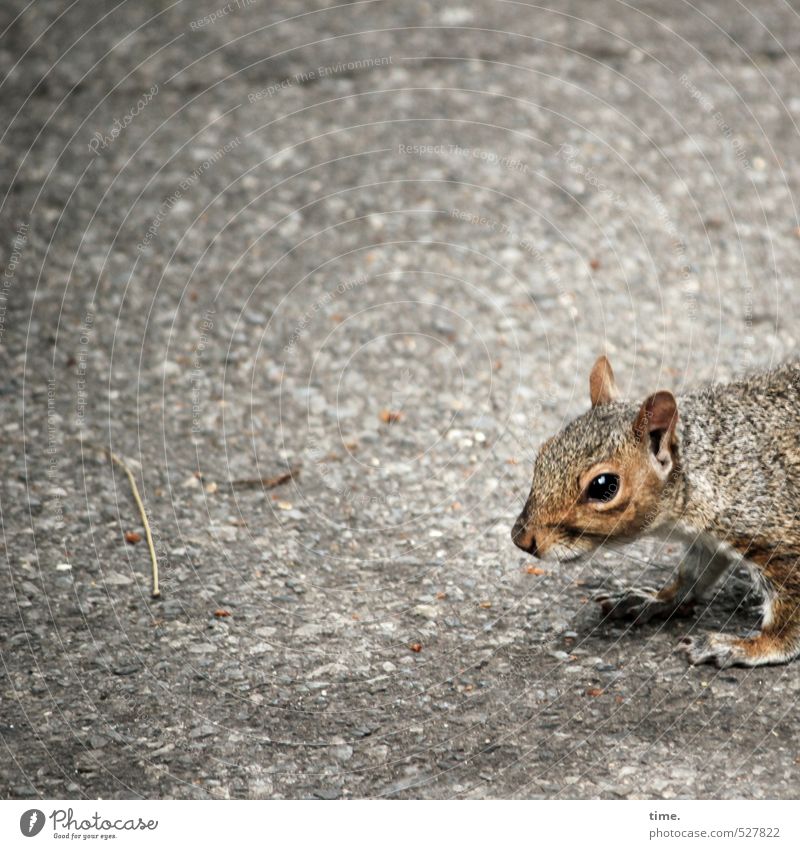 Third World Street Animal Wild animal Animal face Pelt Paw Squirrel 1 Observe Looking Stand Wait Near Curiosity Cute Soft Brown Threat Serene Communicate