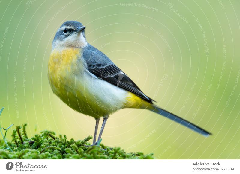 Attentive cute Motacilla cinerea bird sitting on green meadow in daylight grey wagtail motacilla cinerea animal habitat plumage wild avian specie creature