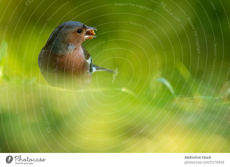 Cute bird sitting on grass in nature chaffinch feed food park beak animal summer cute meadow avian habitat fauna plumage adorable wildlife eat garden specie