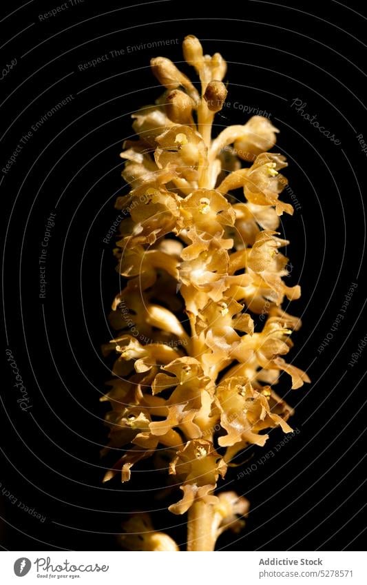 Birds nest orchid on black background flower birds nest orchid neottia nidus avis petal bud blossom bloom perennial floral gentle aroma botany natural fragrant