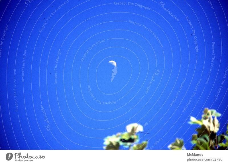 desert moon Flower Death valley Nationalpark Hot USA Celestial bodies and the universe Sky Moon Desert Blue Evening Dusk