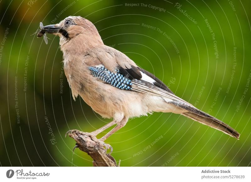 Brown bird with colorful feather holding insect in beak eurasian jay catch prey perch twig animal specie cute creature wildlife nature plumage zoology wing