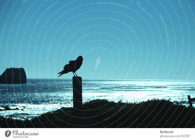 sea bird Bird Ocean Coast Back-light California Fence USA Rock