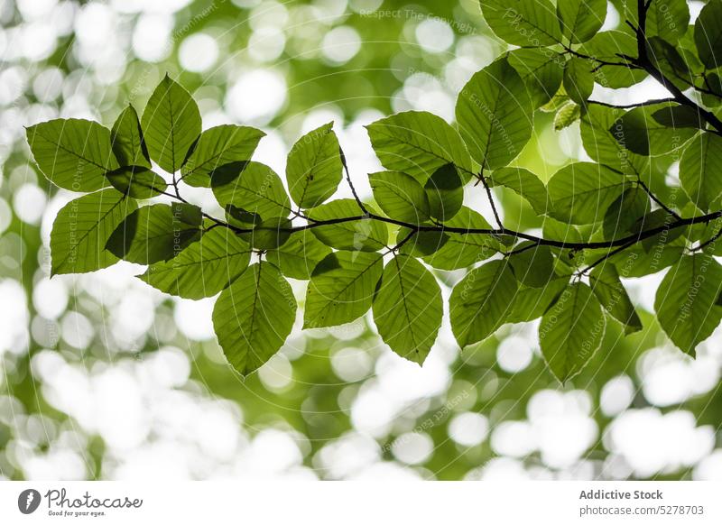 Branch of beech tree with leaves nature leaf forest green flora growth botany foliage sun environment vegetate daytime summer lush fresh plant serene tranquil