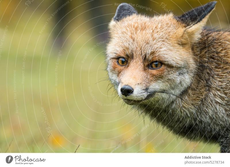 Wild fox walking in forest nature animal woods autumn fauna wildlife fall habitat cute fluff fur mammal bush omnivore grass grove park zoology ground foliage