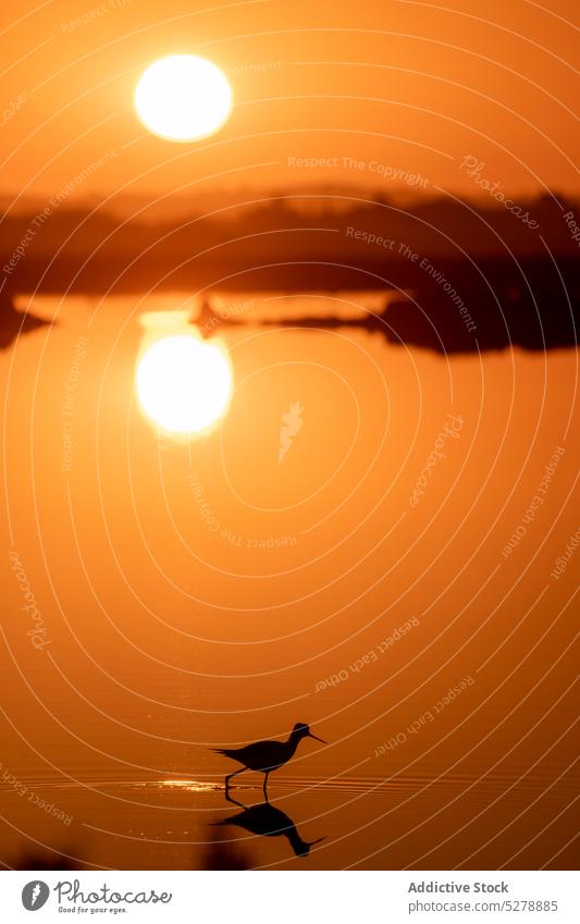 Common avocet standing in puddle silhouette bird reflection water recurvirostra avosetta wildlife bird watching sunset ecology orange natural landscape