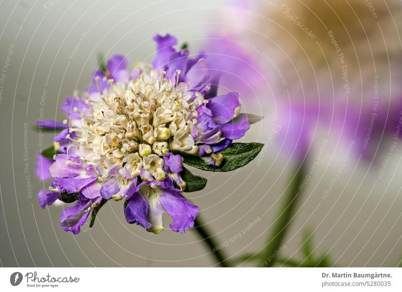 Scabiosa, widow flower, from the honeysuckle family, inflorescence scabiosis witch flower scabiosa variety Garden form shrub blossom Breeding honeysuckle plants