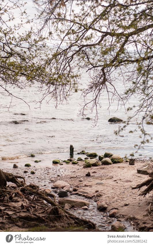 Wild beach Ocean Water wild beach Nature Summer stones Steinernes Meer Untouched trees Baltic Sea Baltic coast Baltic island Baltic beach Moody Atmosphere