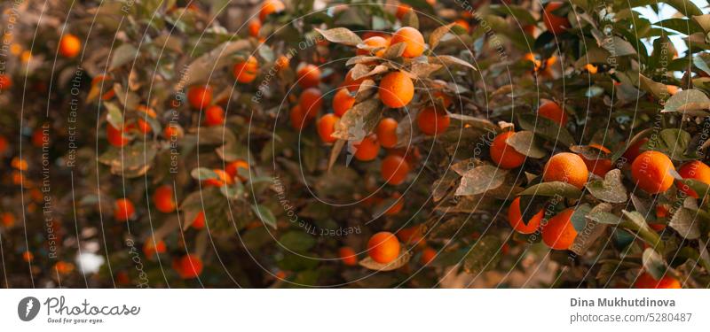 Ripe oranges on a tree banner fruit ripe agriculture Horizontal food healthy natural branch organic fresh nature sweet green harvest farm specialty Origin