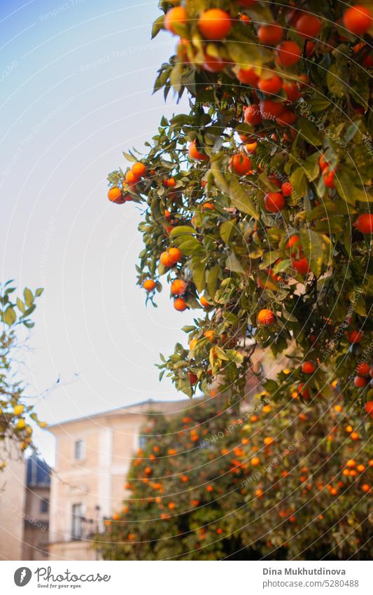 Ripe oranges on a tree branch on a sunny day fruit ripe agriculture food healthy natural organic fresh nature sweet green harvest farm specialty Origin Garden