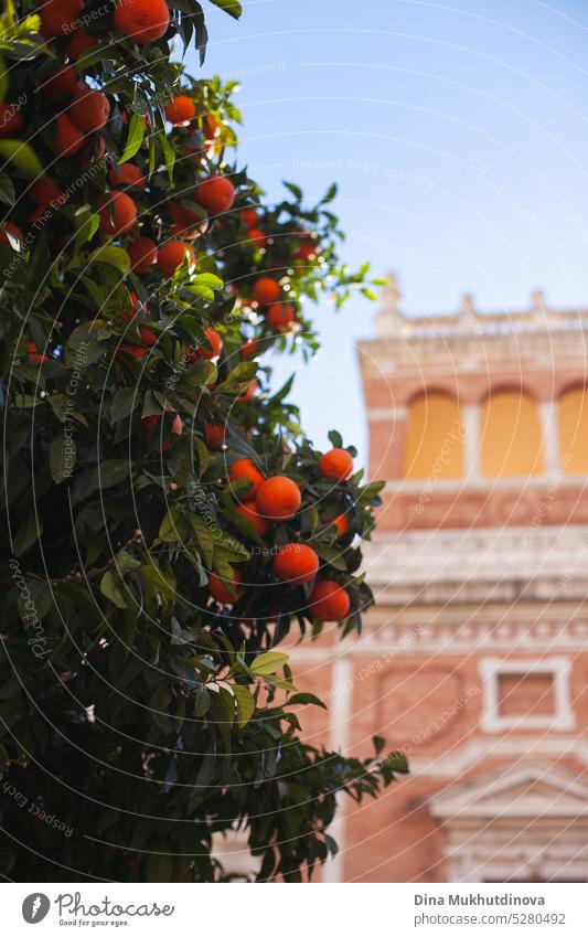 Ripe oranges on a tree branch with a villa building on background fruit ripe agriculture food healthy natural organic fresh nature sweet green harvest farm