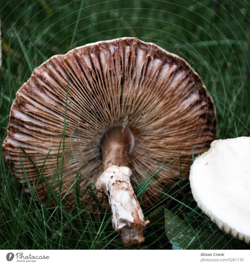 the underside of a mushroom lying on the grass mushrooms mushroom cap fungi woodland forest nature stalk foliage forage foraging autumn closeup edible wild